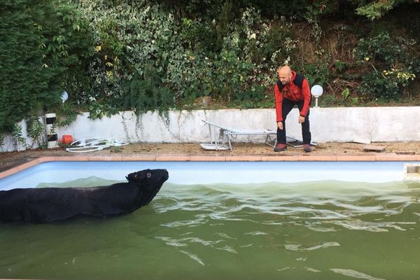 Un jeune taureau s'est retrouvé coincé dans une piscine mardi. Les pompiers de Corse-du-Sud sont venus lui porter secours.