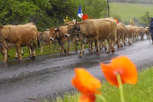 L'Aubrac, race bovine de l'Aveyron, en route vers l'estive au mois de juin. 