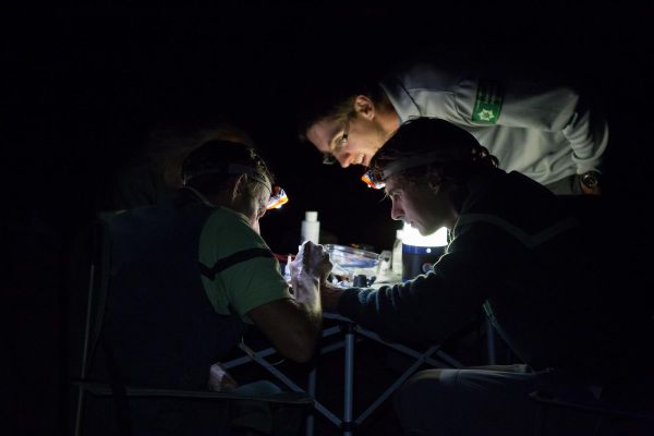 Un recensement de chauves-souris a lieu la nuit dans la forêt de Tronçais, dans l'Allier.