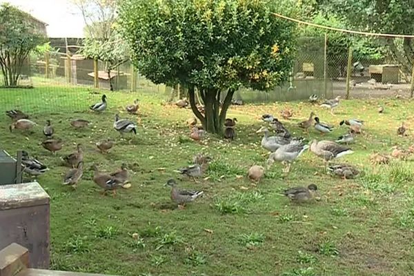 L'élevage d'une cinquantaine de canards qui gênent un couple de voisins 