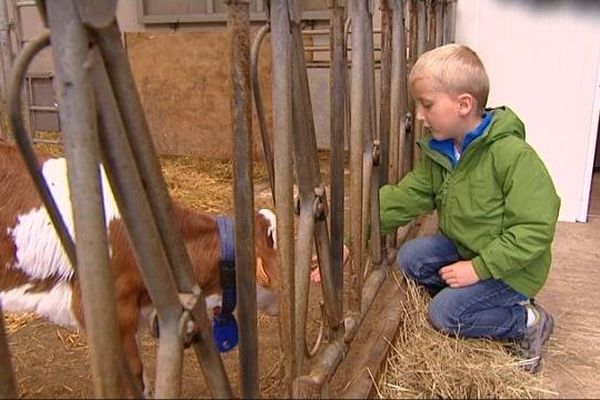 Côme fait connaissance avec les veaux de la ferme