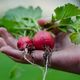 Trouver des légumes frais et de qualité est un défi pour les associations d 'aide alimentaire.