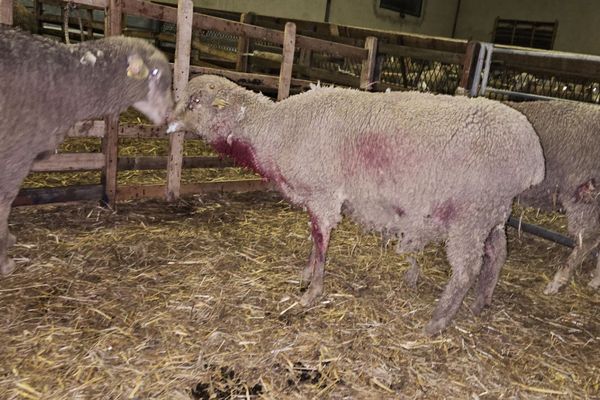 Brebis attaquée par un loup à Saint-Martin-de-Crau