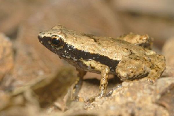 Dépourvue d'oreilles avec tympan, la grenouille de Gardiner des îles Seychelles peut cependant coasser et entendre ses congénères.