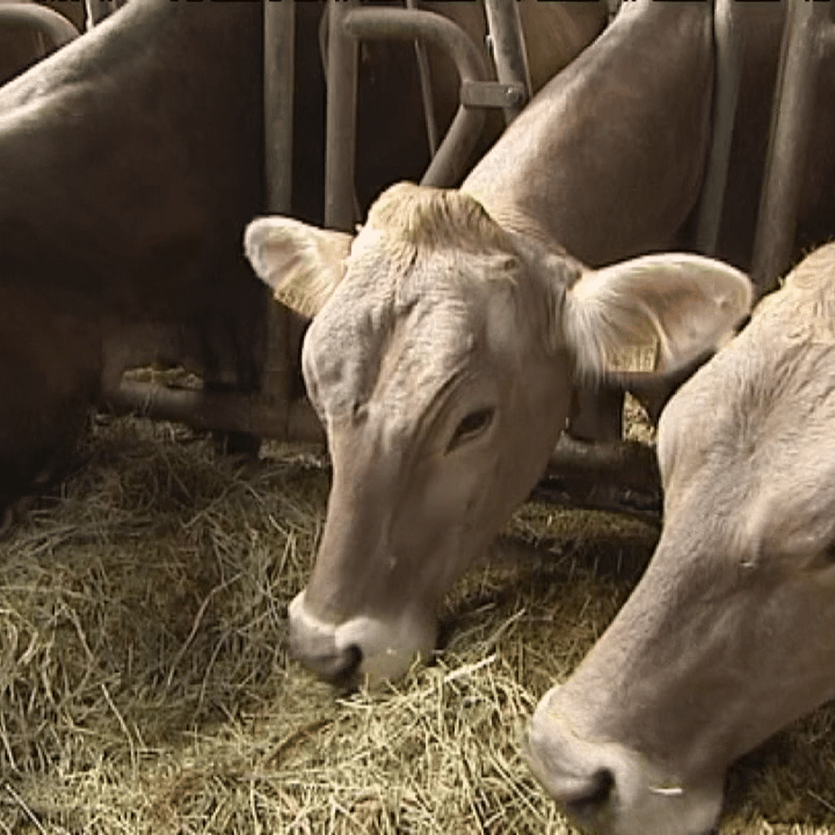 Cantal Le Boom De La Brune Des Alpes