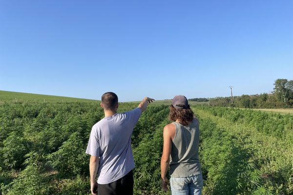 Arsène Gallien-Guy cultive du cannabis CBD en Côte-d'Or et son entreprise s'est bien développée