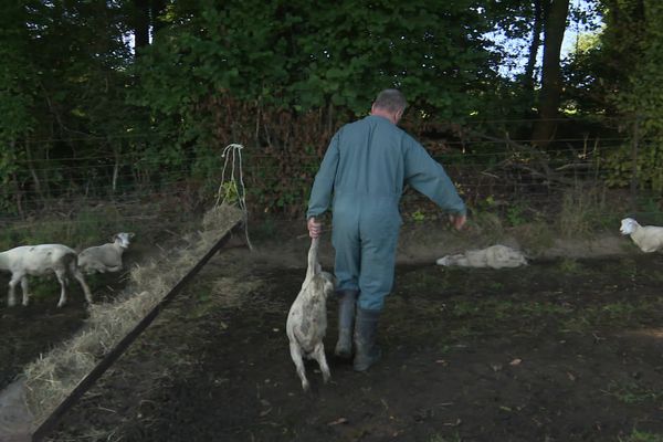 Bruno Miser, éleveur dans les Ardennes, ne peut que déplorer la mort de plusieurs de ses animaux de la fièvre catarrhale ovine.