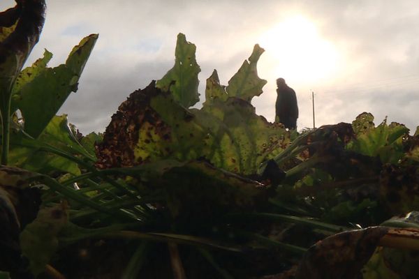 La jaunisse dans un champ de betterave, à Mamers, en Sarthe