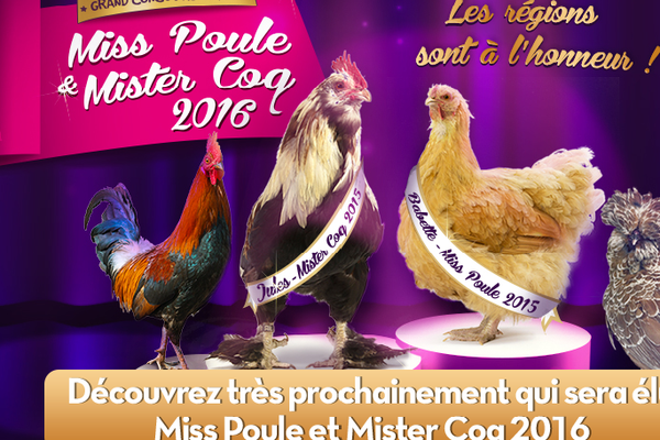 Une poule bretonne pourrait bien remporter le concours