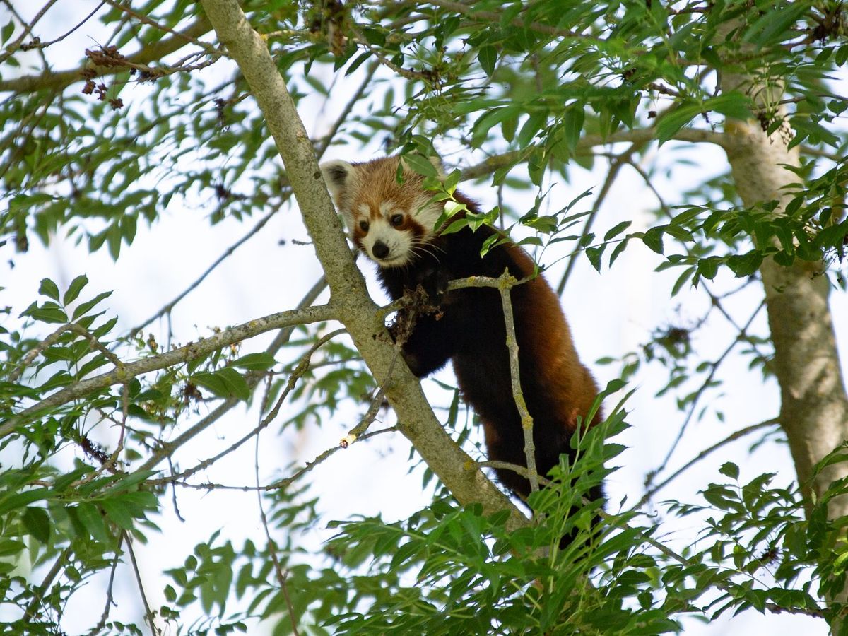 Le panda roux / Les animaux du zoo / Zoo de Lille -  /Zoo-de-Lille