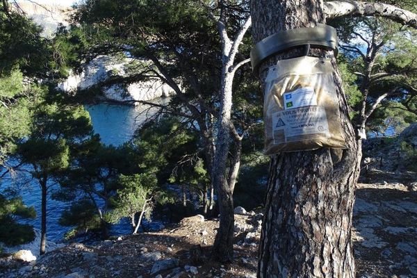 Les pièges sont installés sur les pins du parc national des Calanques.