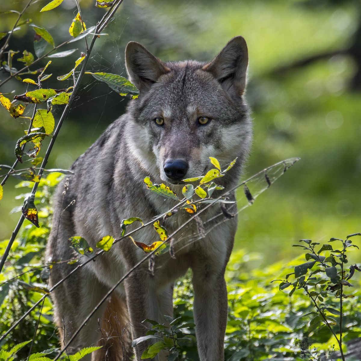 Le Loup - Le 1 février 2024