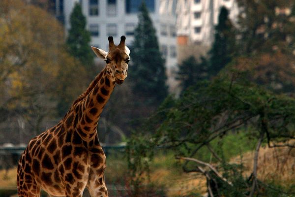 Une girafe du parc de la Tête d'Or