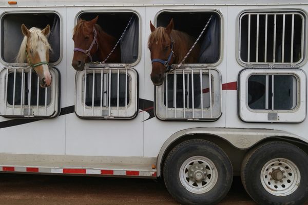 Illustration de chevaux dans un camion pour leur transport.