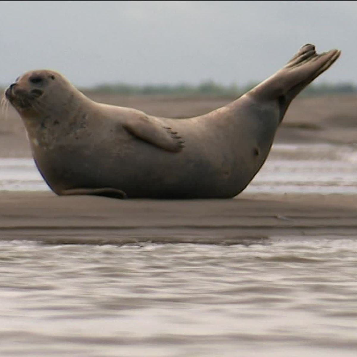 Video Berck Sur Mer La Capitale Du Phoque En France