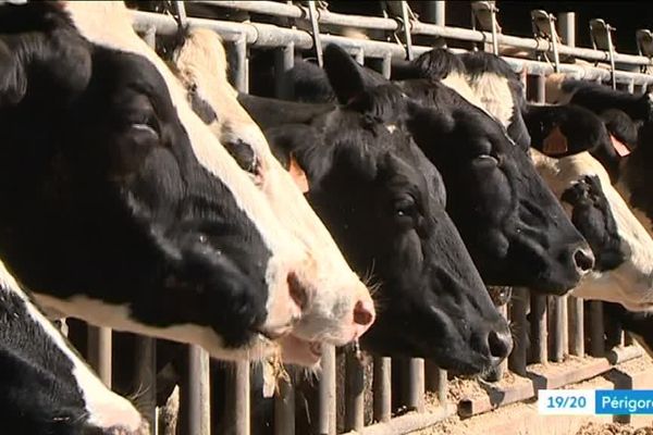 La tuberculose bovine inquiète les éleveurs de Nouvelle Aquitaine