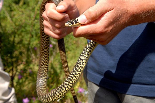 Nature Et Deconfinement Y Aura T Il Plus De Serpents Cet Ete Dans Nos Jardins En Franche Comte