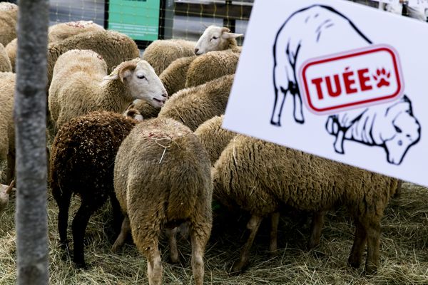 De nombreux éleveurs demandent à ce que l'abattage des loups soient facilités, de manière à protéger leurs troupeaux.