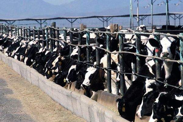 Un projet de ferme-usine de plus de 4 000 bovins en Saône-et-Loire soulève un tollé