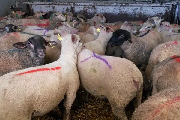 Le Vigeant (86) : une partie des 6000 agneaux mâles qui seront sacrifiés demain à partir du lever du soleil.