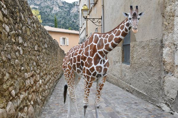 La nature reprend ses droits indique la mairie de Beaulieu-sur-Mer dans les Alpes-Maritimes.