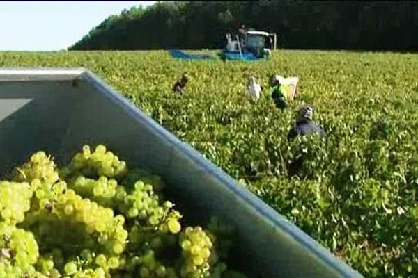 Vendanges à Mercurey (Côte d'Or - 21)