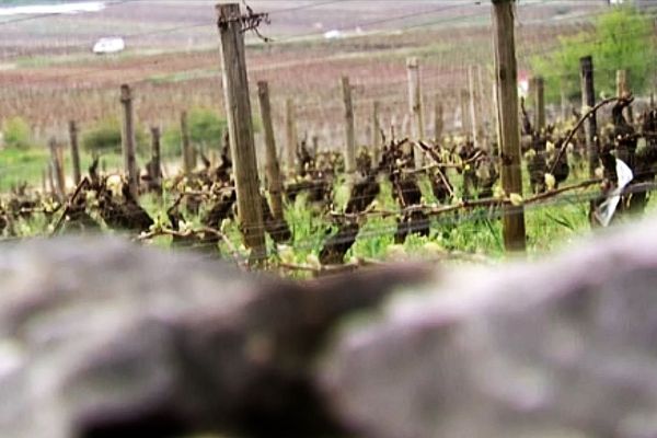 La vigne près de Gevrey-Chambertin (archives)