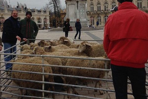 Nancy : manifestations des éleveurs contre le loup.