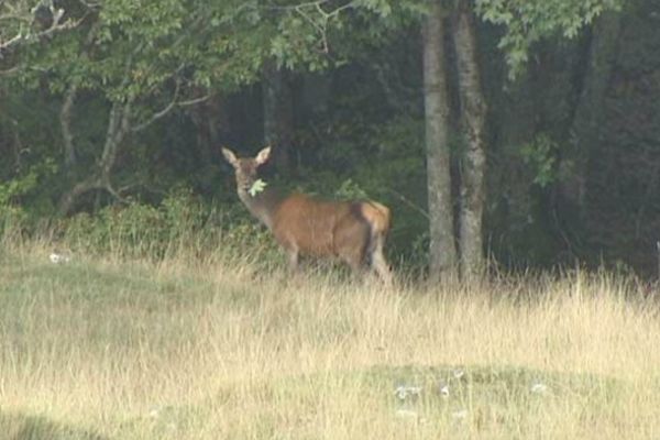 Il faut parfois une journée entière avant que le cerf féconde la biche. La reproduction de l'espèce en dépend. 