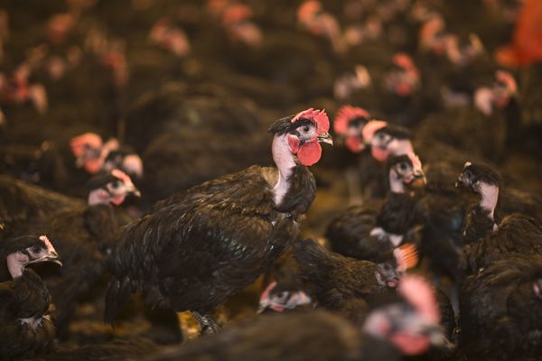 Un élevage de poulets industriels, image d'illustration.