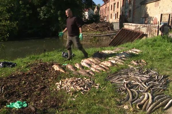 Les poissons recueillis ce matin vont être ramenés dans une benne pour l'équarrissage à Desvres.