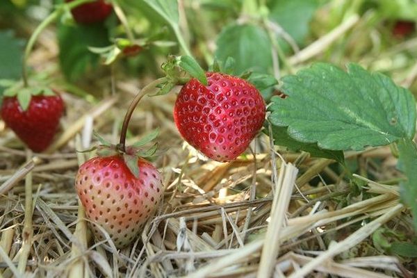 Fête des fraises à Ayssènes dans l'Aveyron