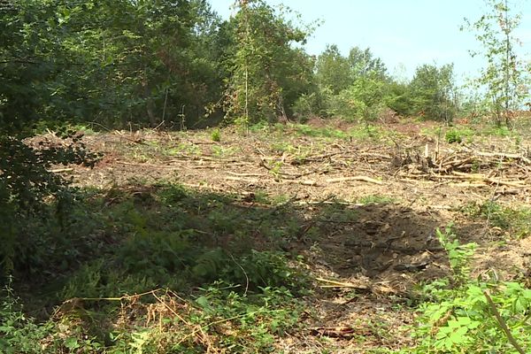 Des parcelles entières de la forêt de Sérénac ont été déboisées.