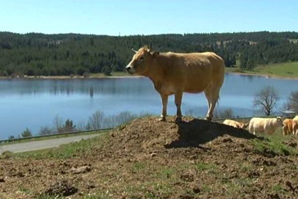 Le troupeau d'Eugénie Brajon près du lac de Naussac