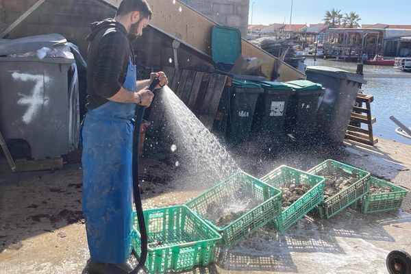 Les huîtres de l'étang de Leucate dans l'Aude ont du succès.