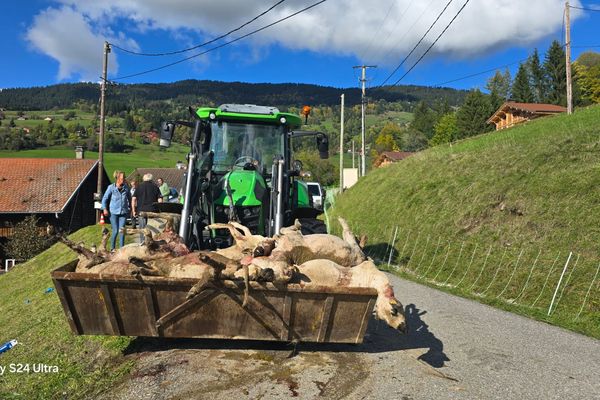 Un ou plusieurs loups ont attaqué et tué 27 brebis en deux nuits. L'éleveuse a décidé de mettre les cadavres sur la place du villa