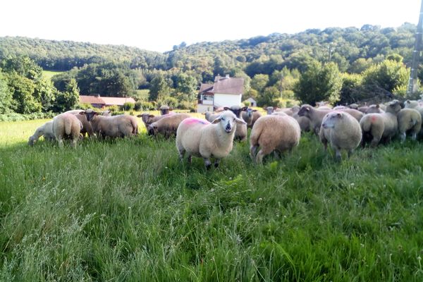 L'élevage de brebis d'Emilie Pons à Eymoutiers