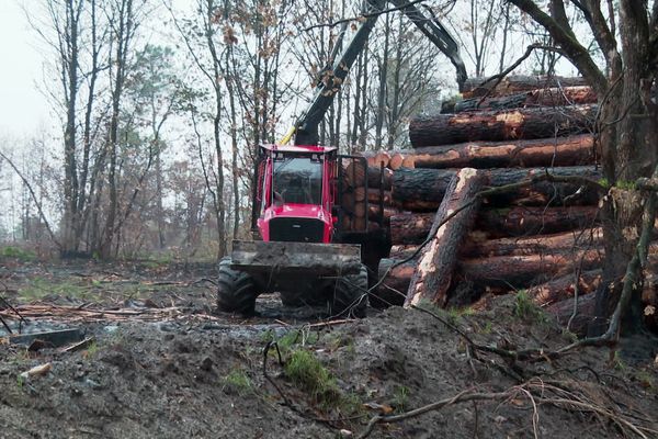 Depuis septembre, les forestiers travaillent à flux tendu pour couper les arbres touchés par l'incendie. Des milliers de troncs qu'il faut évacuer des parcelles avec une problématique, l'accès des camions qui transportent les grumes. Certains chemins ont dû être réaménagés.