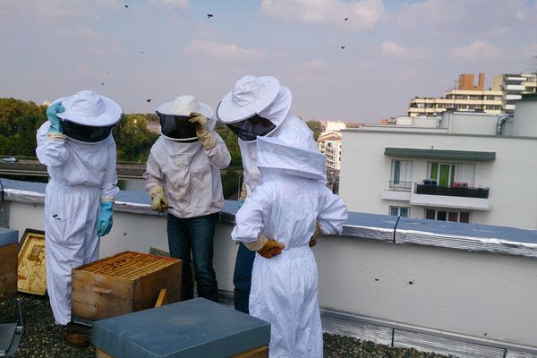 Les locataires participent à la première récolte de miel produite dans Toulouse