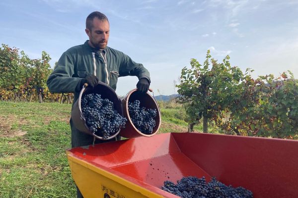 Vendanges tardives, à la mi-octobre 2024, sur certaines parcelles de l'AOC Marcillac en Aveyron. La raison : un manque d'heures d'ensoleillement cette année.