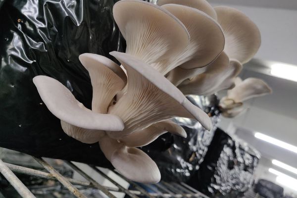 Cultivation of oyster mushrooms.