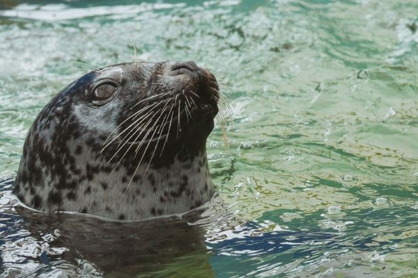 Joséphine a retrouvé son milieu naturel