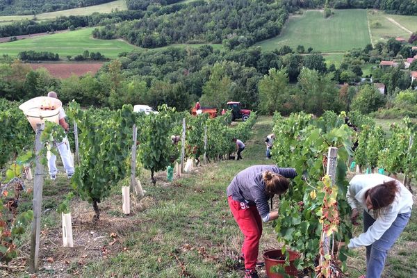 Les vendanges ont commencé dans le Puy-de-Dôme. La quantité ne sera pas eu rendez vous en raison du  gel et la canicule. 