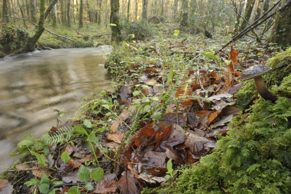 Le département du Var récence : 7% de forêts domaniales, 20% de forêts appartenant aux collectivités et 67 % de forêts privées.