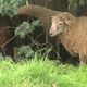 Les moutons de Patrick Sastre ont subi deux attaques de loup