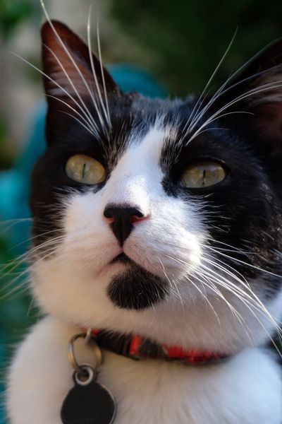 De nombreux propriétaires s'interroge sur la pertinence de mettre un collier à son chat.