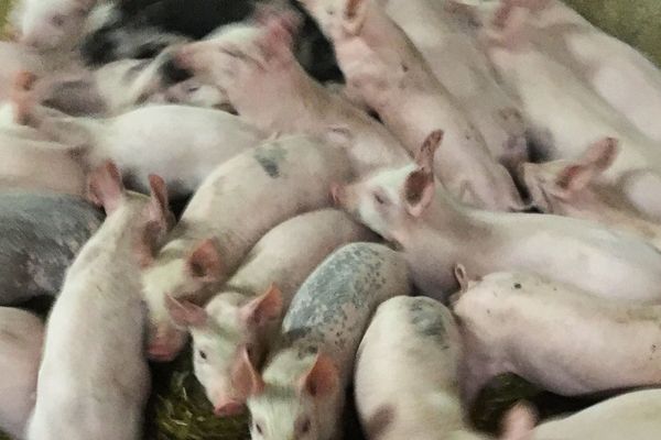 L'élevage de cochon à Sanxay dans la Vienne