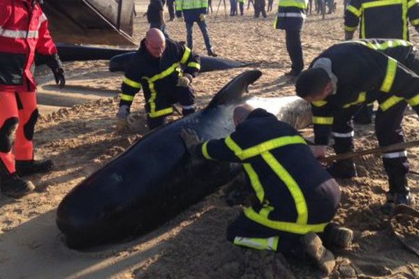 10 baleines se sont échouées sur la plage de Calais.