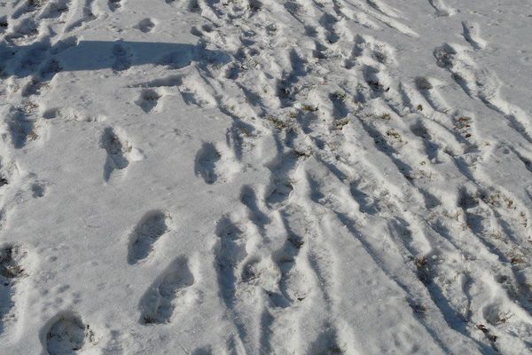 Besancon Les Voleurs Confondus Par Leurs Pas Dans La Neige