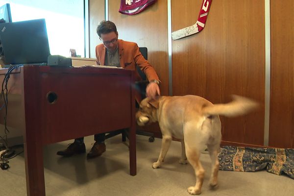 Insolite : à la mairie de Grenoble, on peut emmener son chien au 